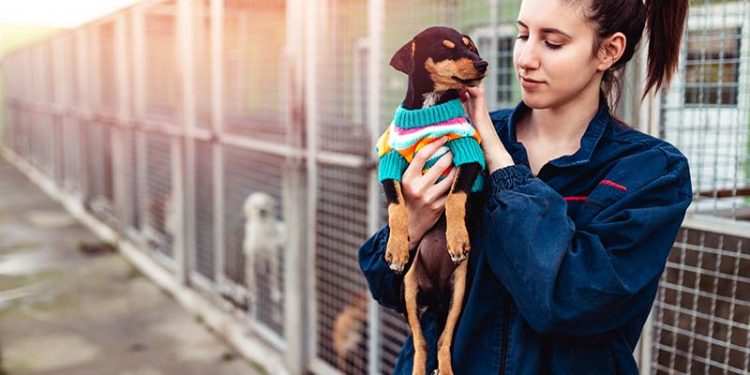 Houston Animal Shelters & Rescues for Pet Adoption