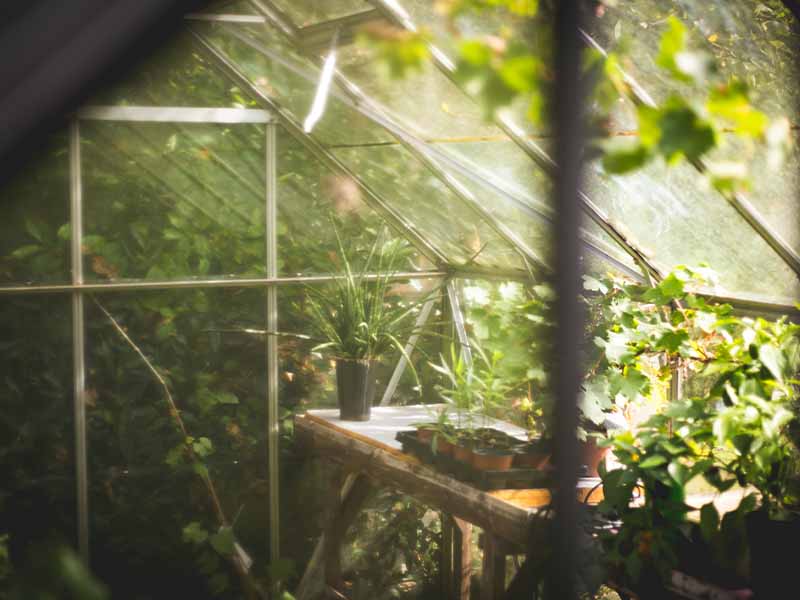 light coming through greenhouse windows