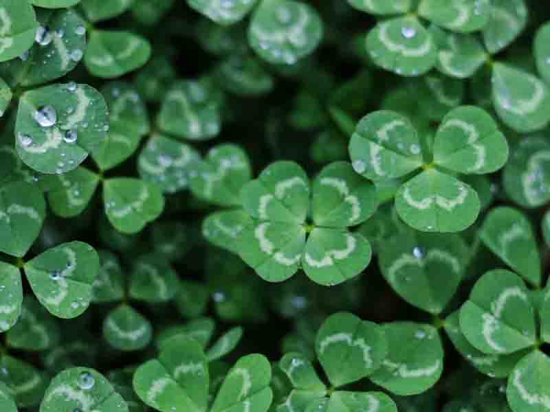 Close up image of shamrocks