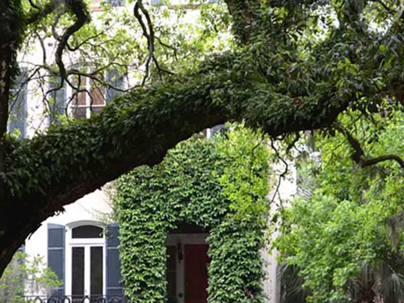 A green ivy wall on a historic home in Savannah, Georgia
