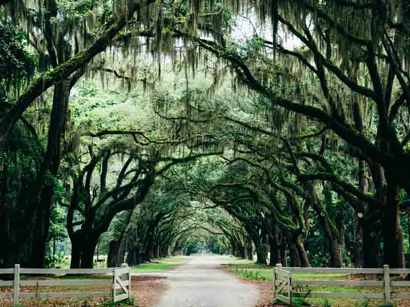 Green trees with Spanish moss lining a dirt road