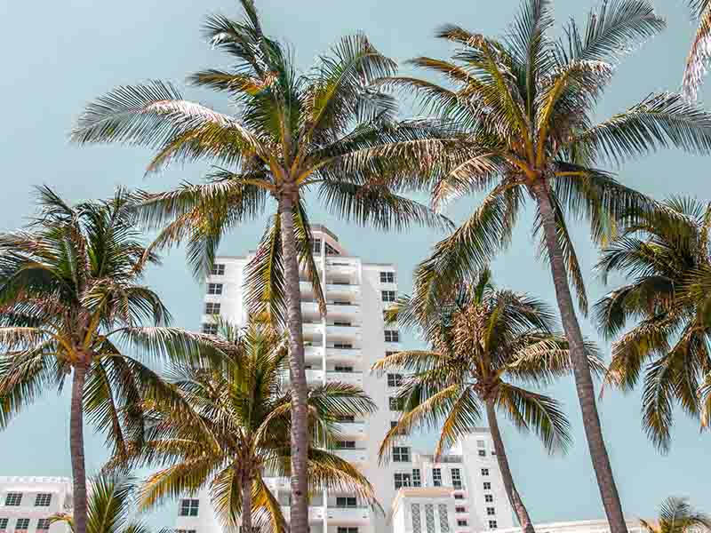 Palm Trees on Miami Beach