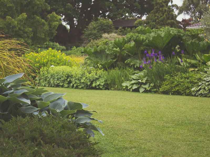 Large backyard with hostas, shrubs, and flowers