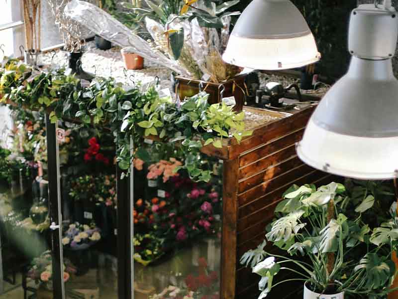 Plants in a personal greenhouse.