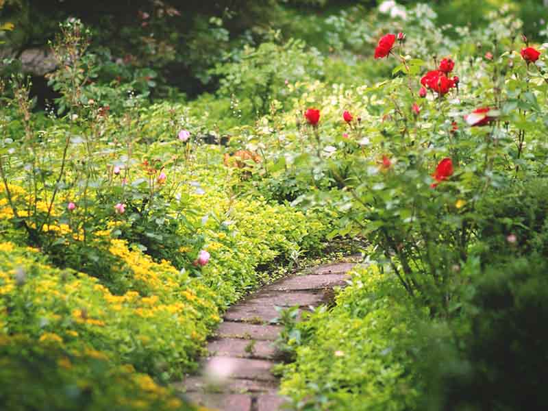 Stone path surrounded by flowers and tall grass