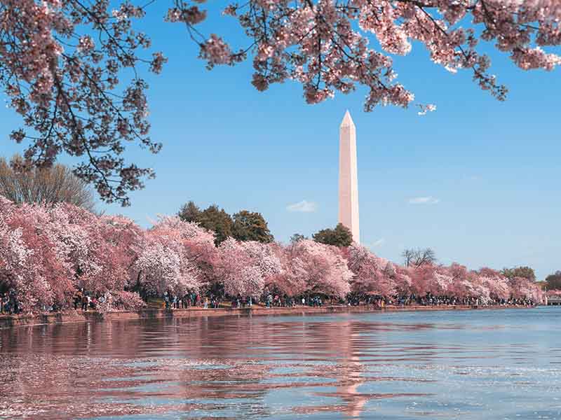 Washington DC cherry blossoms