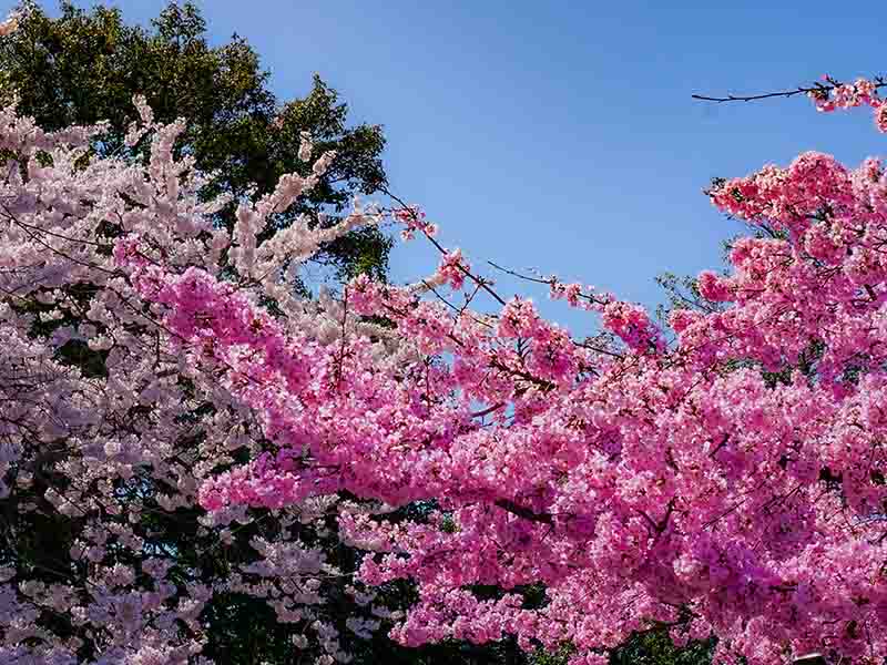 Pink and fuschia cherry blossoms
