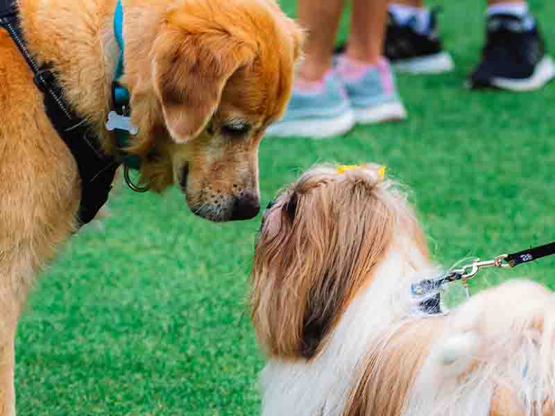 Dogs touching noses