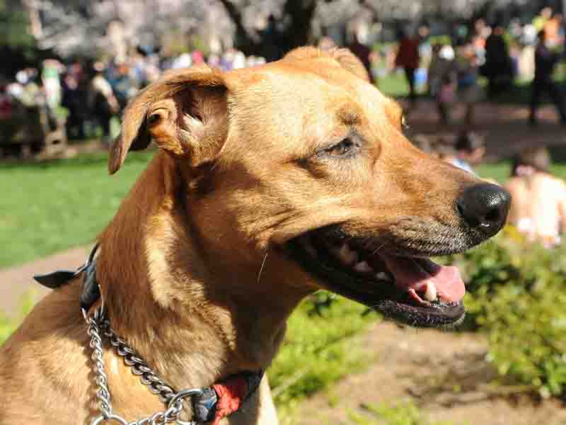 Dog park in Seattle Washington