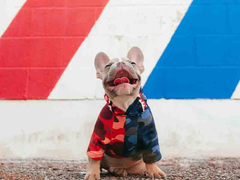 French bulldog wearing sweater in front of mural