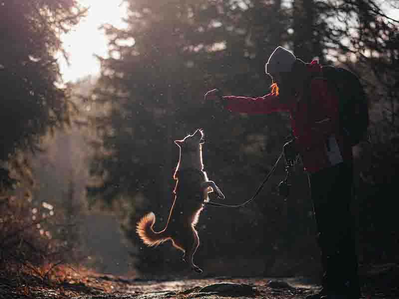 Man and dog playing on walking path