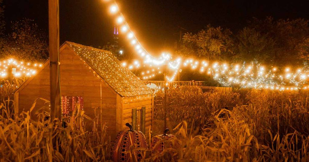 Corn maze