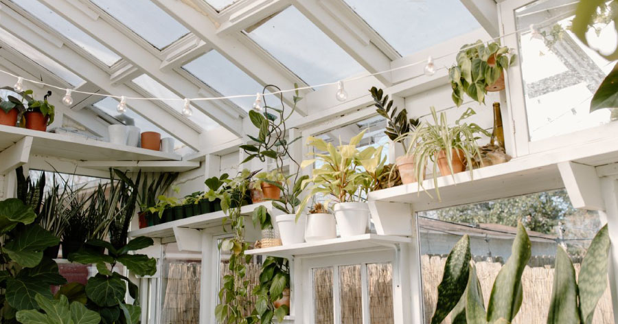View of a series of built-in greenhouse shelves filled with potted plants of various species, an example of greenhouse setup ideas.