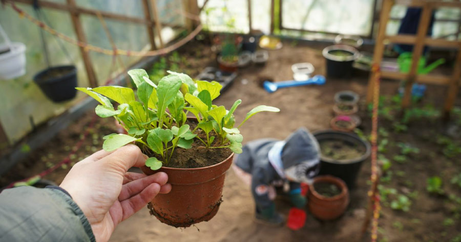 A hand is holding a small potted plant up in a greenhouse as a small child plays in the background.