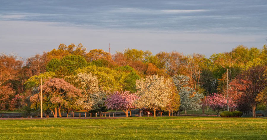 Blooming trees in autumn at the Arnold Arboretum in Jamaica Plain, one of the best neighborhoods in Boston for nature lovers.